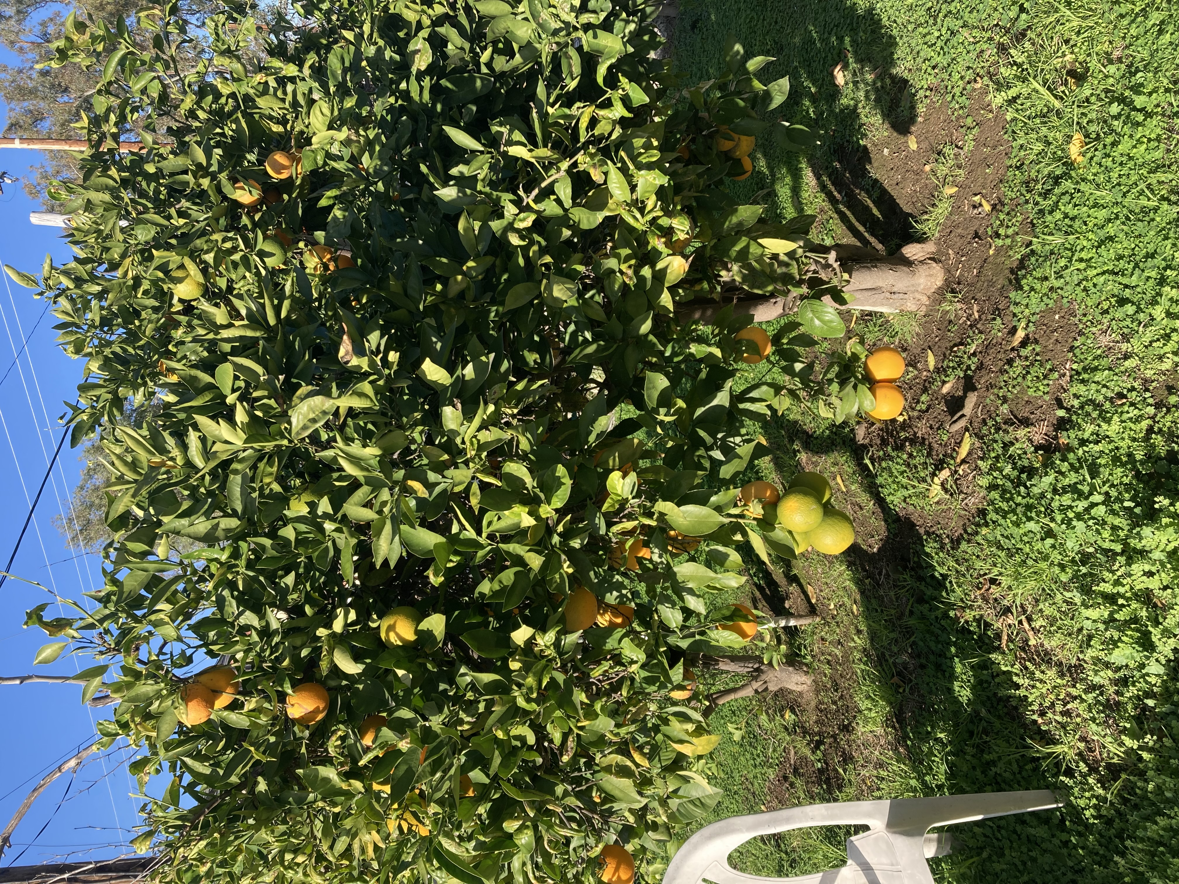 Jack's Orange Grove