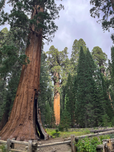Sequoia National Park tree